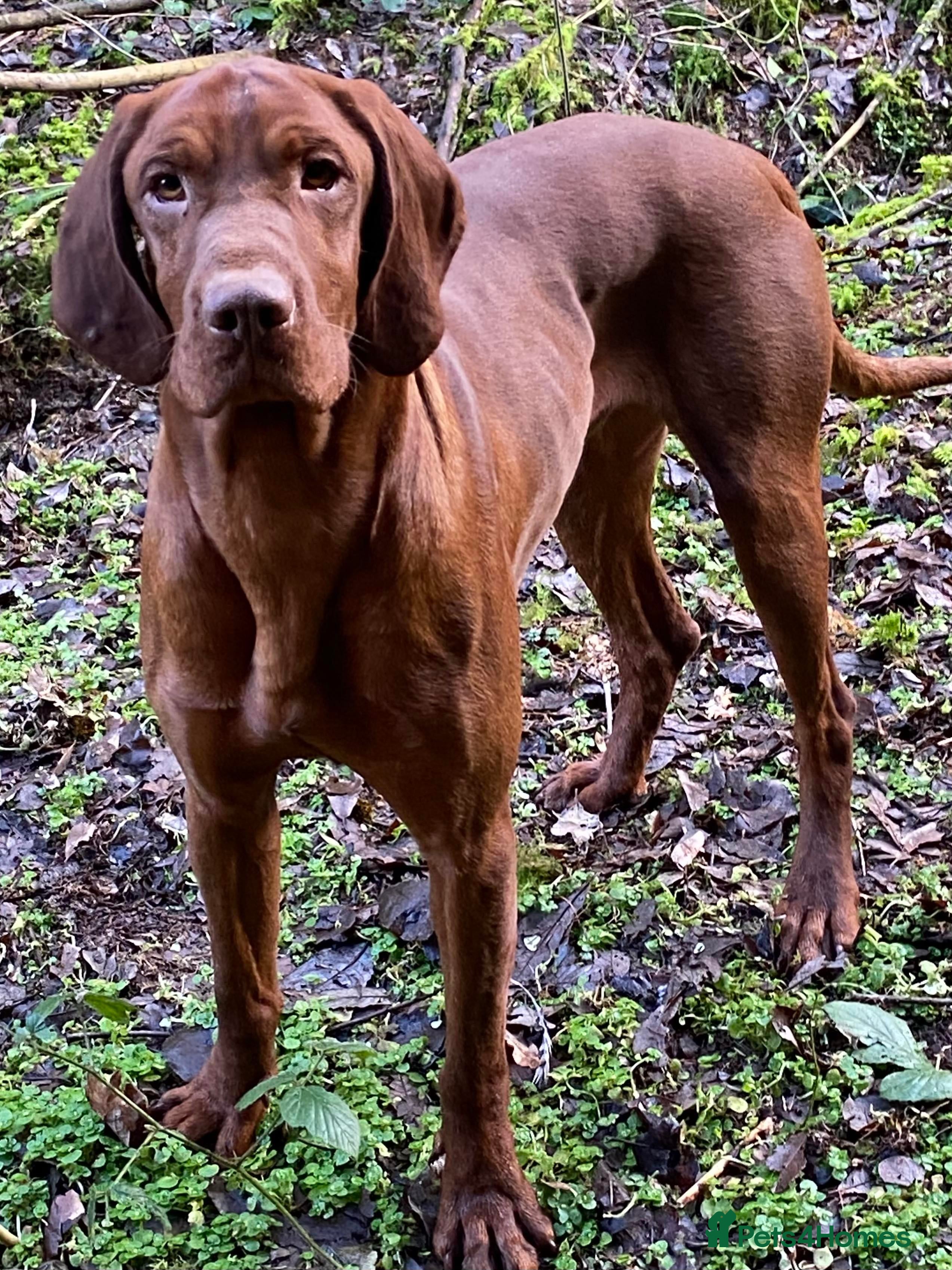 Hungarian Vizsla dogs Beautiful Imported KC Hungarian Vizsla Stud - Advert 1