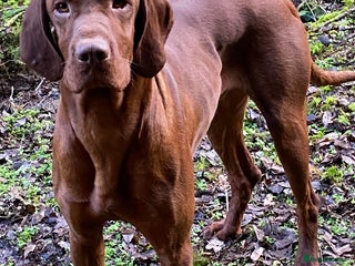 Hungarian Vizsla dogs imported kc Hungarian vizsla dog - Advert 11