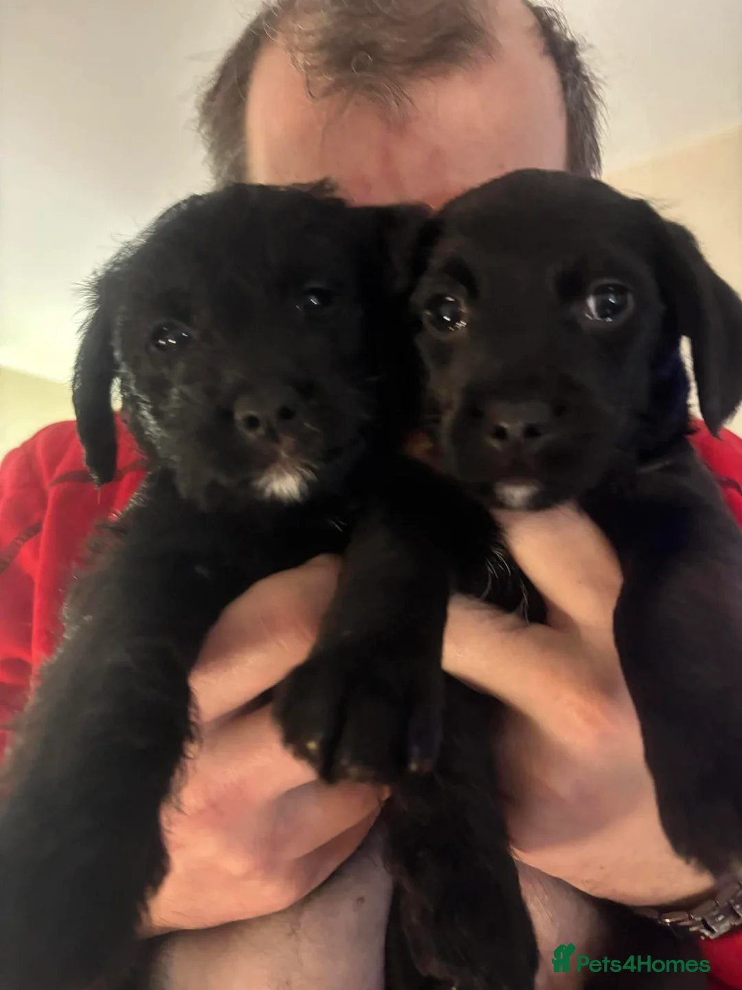 Jackapoo dogs for sale: Jackapoo pups - Advert 2