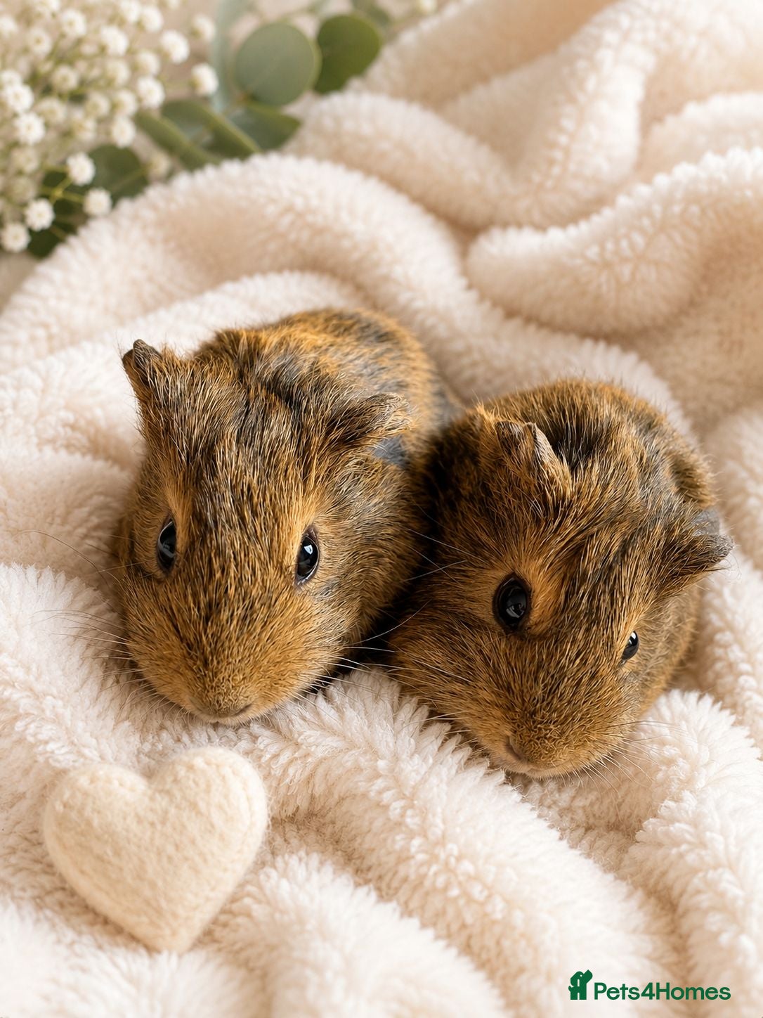 Guinea Pig rodents 2 Beautiful Baby Male Guinea Pigs – Ready Now 🩵🐹 - Advert 1