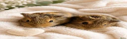 Guinea Pig rodents for sale: 2 Beautiful Baby Male Guinea Pigs – Ready Now 🩵🐹 - Advert 1