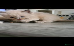 Ragdoll cats for sale: Beautiful Ragdoll kittens - Advert 8