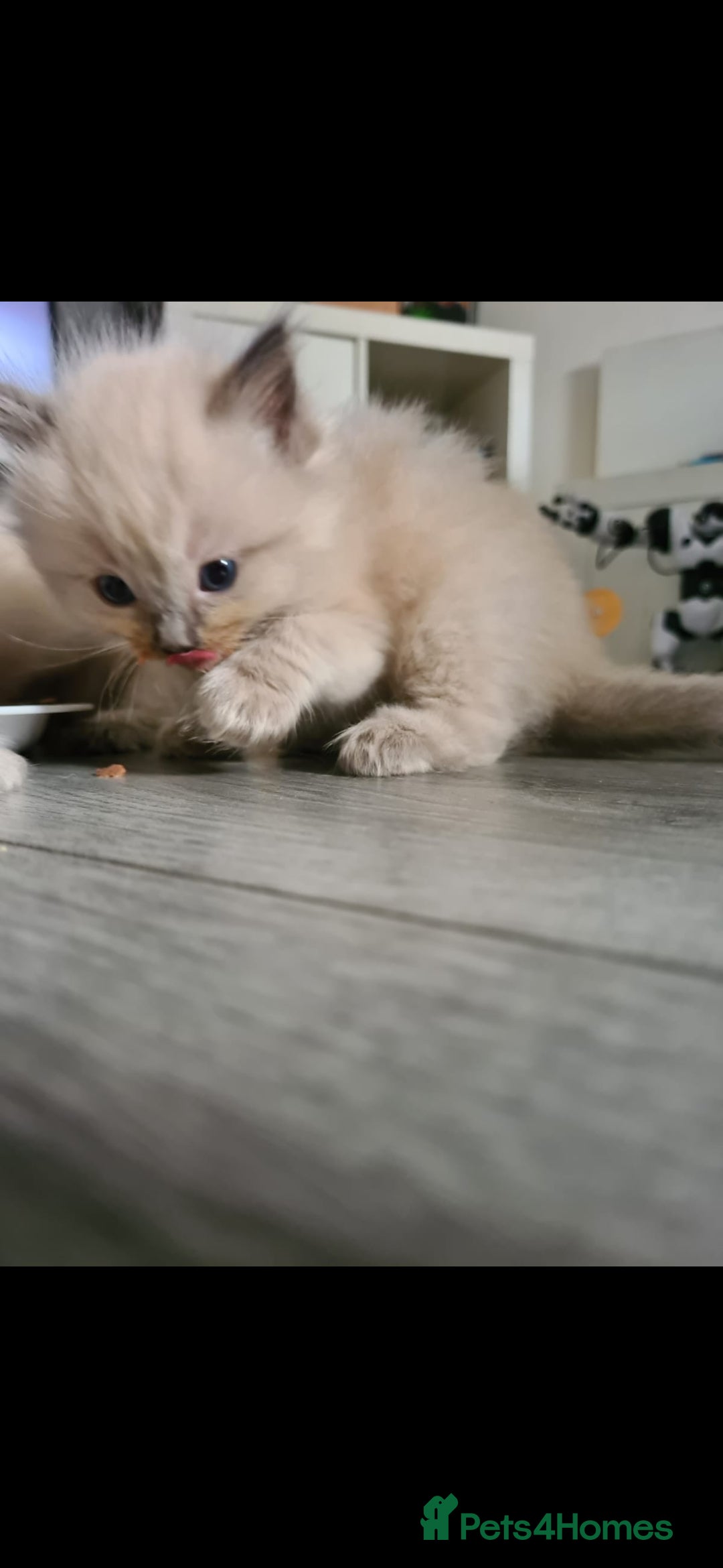 Ragdoll cats for sale: Beautiful Ragdoll kittens - Advert 8