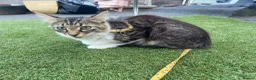Domestic Shorthair cats for adoption: Peaches - Adopt Cats in Crisis East Ldn - Advert 2