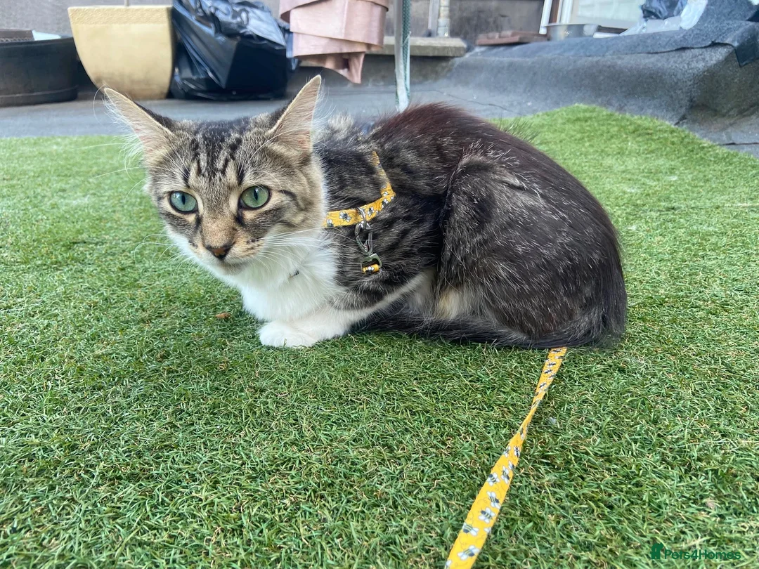 Domestic Shorthair cats for adoption: Peaches - Adopt Cats in Crisis East Ldn - Advert 2