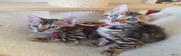 Bengal cats for sale: ⚜️Bengal kittens Tica registered ⚜️ - Advert 11