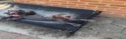 Great Dane dogs for sale: Ready for new home now!! - Advert 10