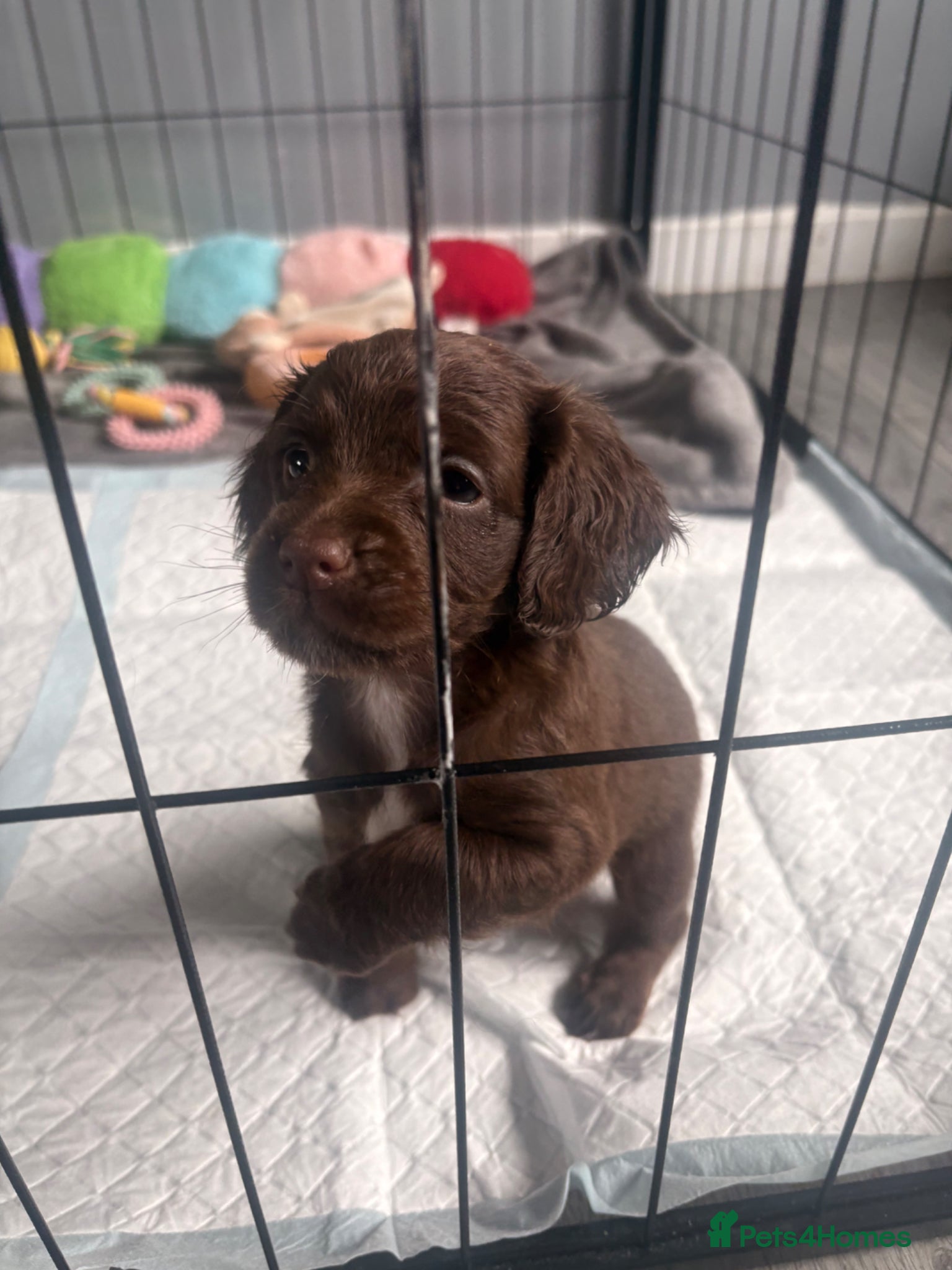 Cockapoo dogs 💜 F1B Cockapoo Puppies 💜  - Advert 2