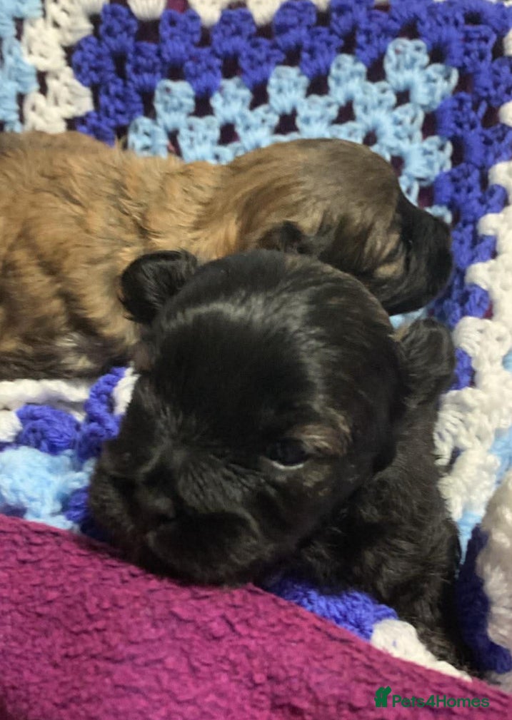 Mixed Breed dogs F1 Peekapoo puppies (Pekinese x Toy poodle) - Advert 7