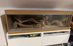 Python Snake reptiles for sale: Lemon blast royal python - Image 4
