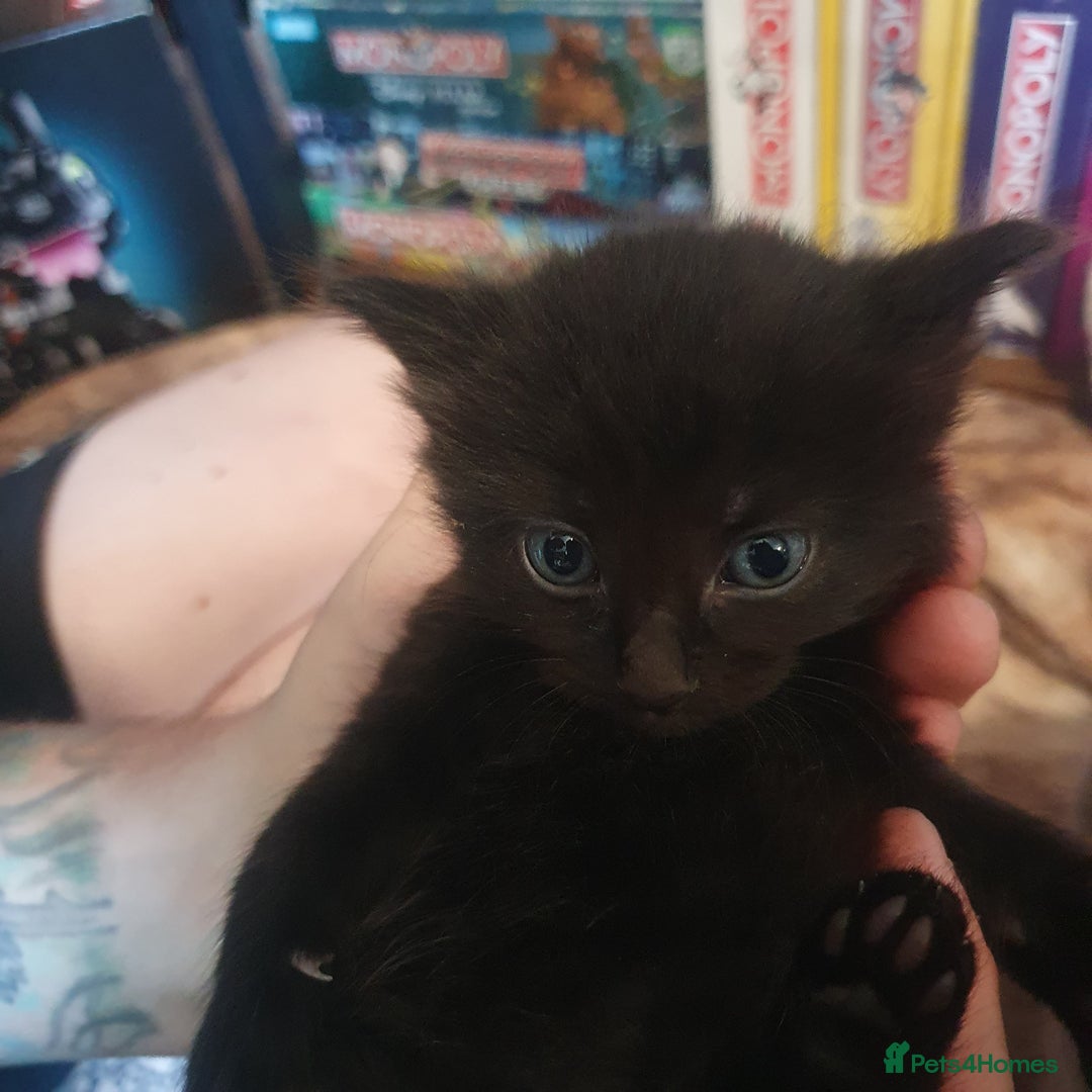 British Longhair cats for sale: Beautiful Black kittens (1 left 4 sold) - Image 3