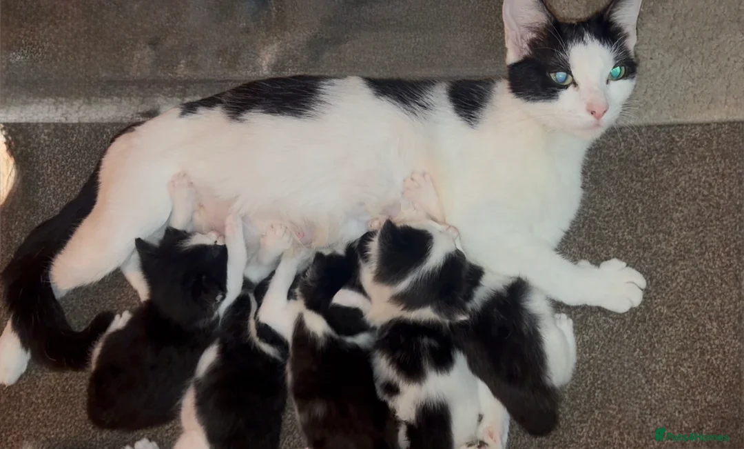 Mixed Breed cats for sale: Beautiful Ragdoll Cross Breed Kittens  - Advert 1