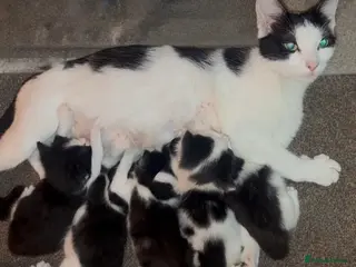 Mixed Breed cats Beautiful Ragdoll Cross Breed Kittens - Advert 2