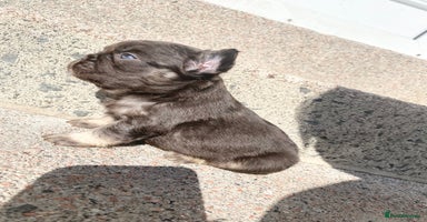 French Bulldog dogs - Advert 8