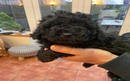 Mixed Breed dogs for sale: Hungarian puli cross miniature poodle puppies - Image 1