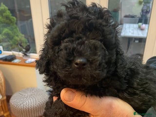 Mixed Breed dogs - Advert 20