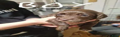 Cocker Spaniel 4