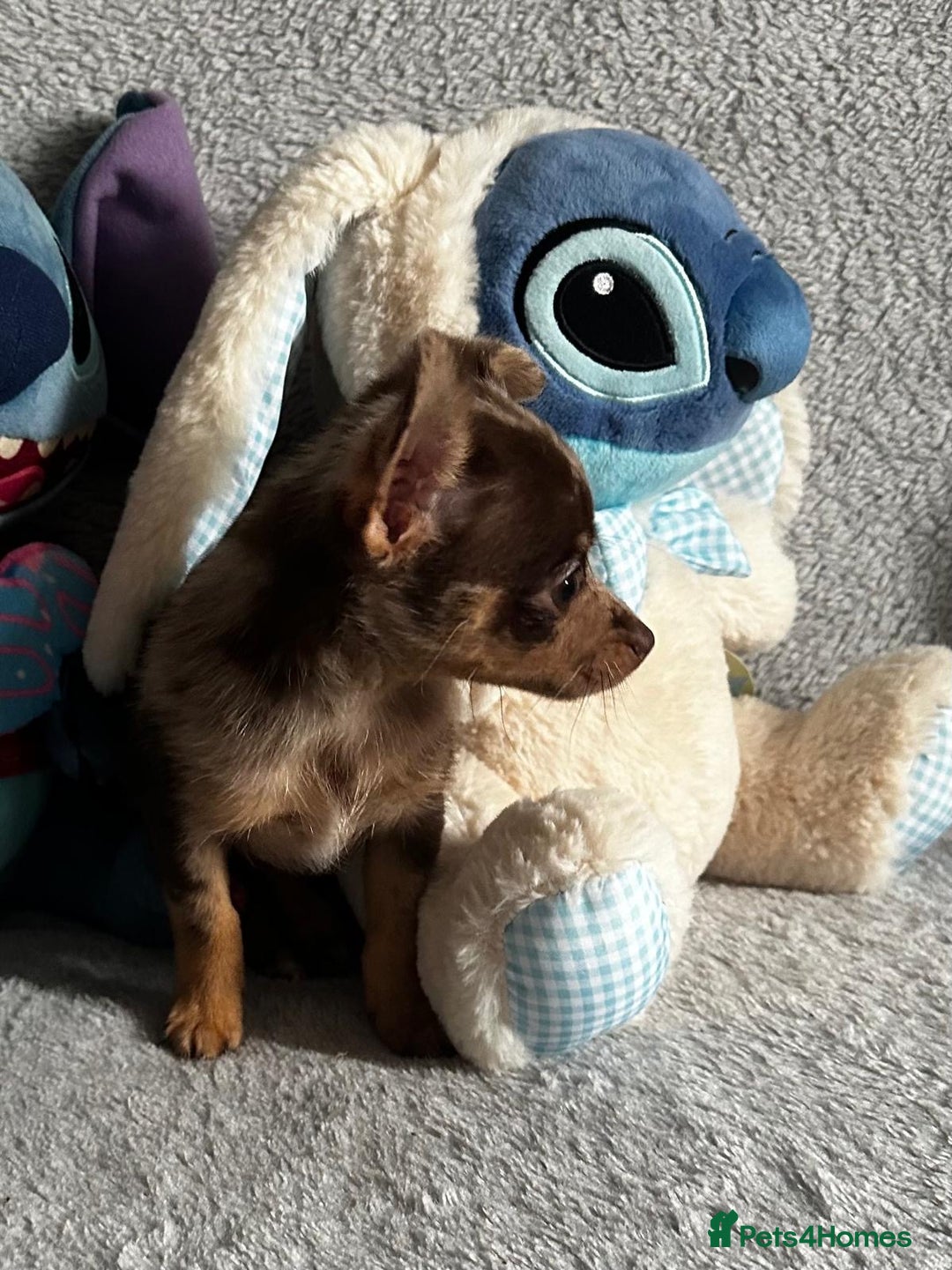 Mixed Breed dogs for sale: Chihuahua x  - Image 13