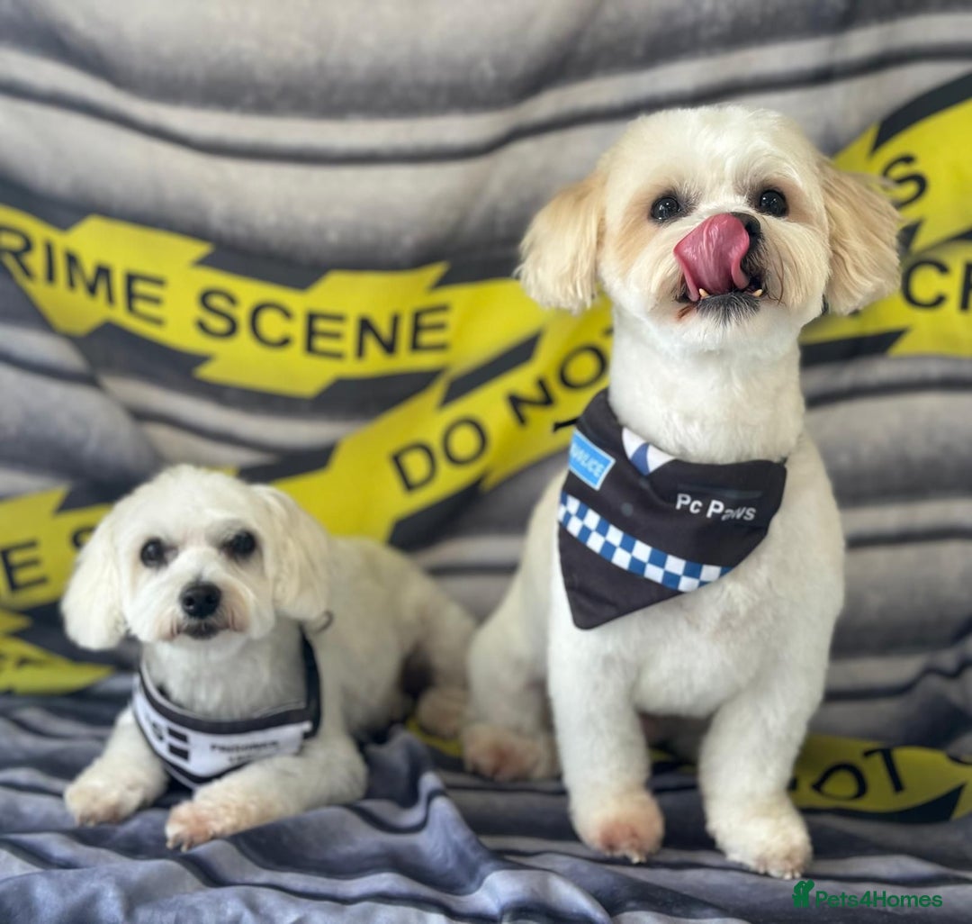 Maltese dogs for sale: Maltese puppies  - Advert 14