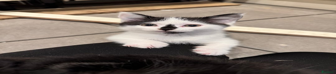 Mixed Breed Kitten 4