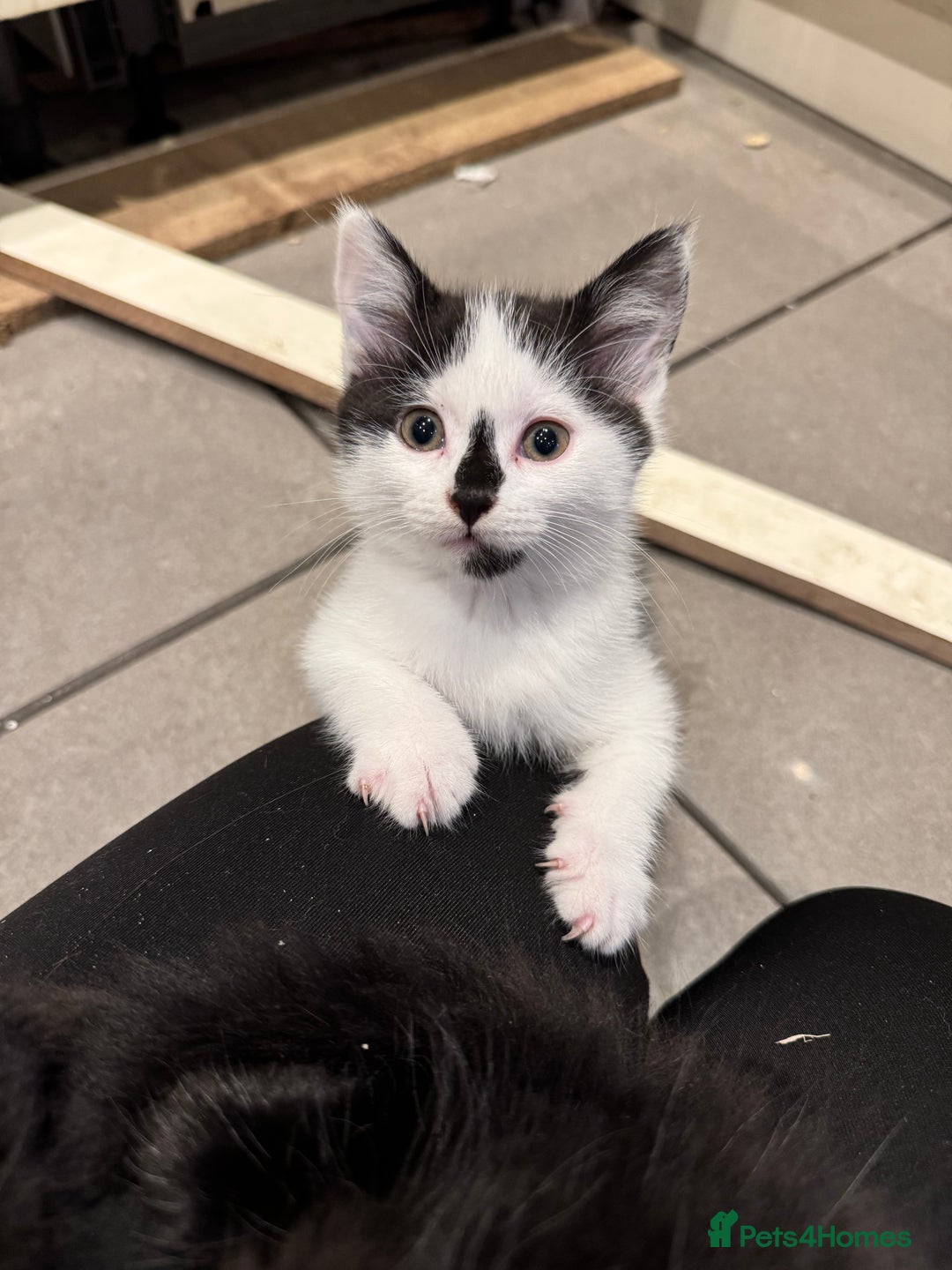 Mixed Breed cats for sale: Black & White Kittens for sale - Image 2