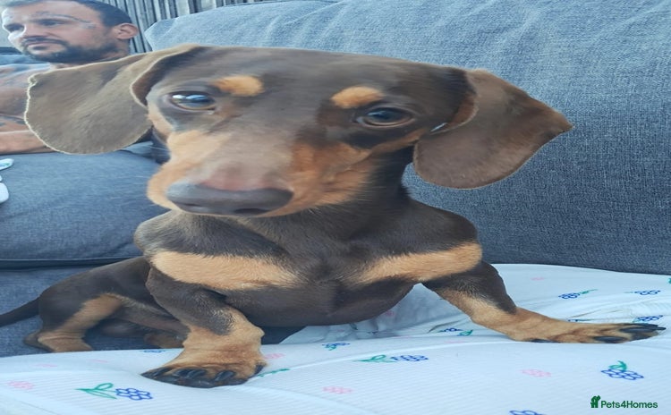 Dachshund dogs - Advert 4