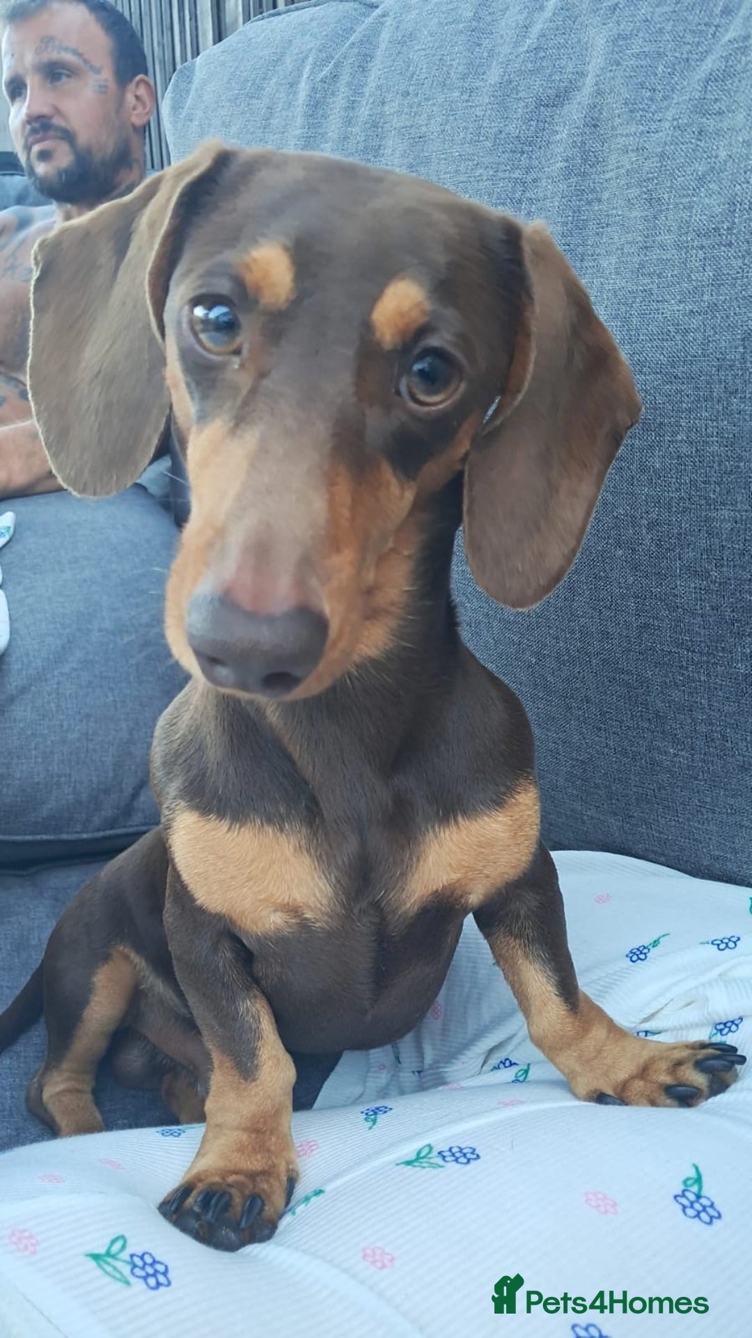 Dachshund dogs for stud: Charlie Boy - Image 1