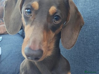 Dachshund dogs - Advert 16