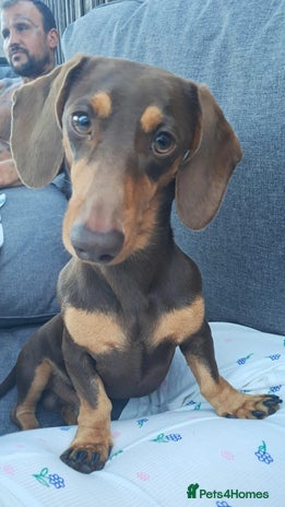 Dachshund dogs - Advert 1