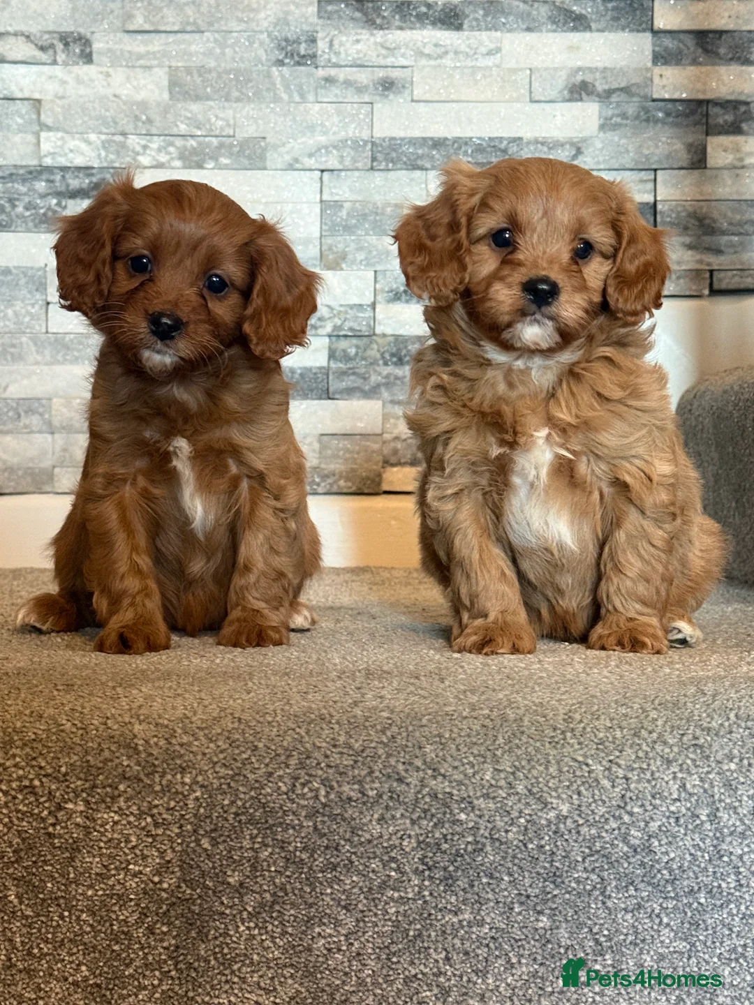 Cavapoo dogs for sale: Fox red cavapoos - Advert 5