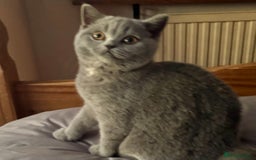 Brazilian Shorthair cats for sale: Stunning Gccf.BRITISH SHORTHAIR Blue creamgirl  - Image 1
