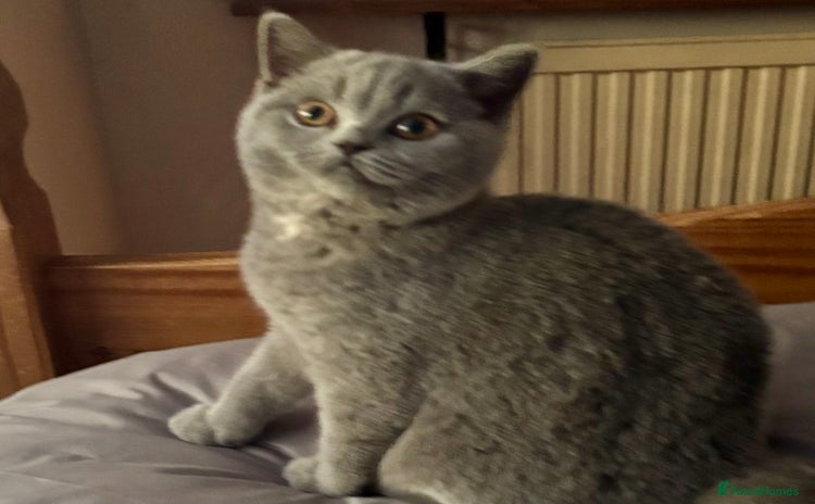 Brazilian Shorthair cats - Advert 11