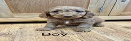 Cockapoo dogs for sale: Cockapoo Puppies Ready Now - Advert 8