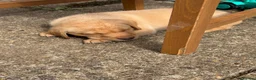 Labrador Retriever dogs for sale: Puppies for sal in Slough - Advert 3