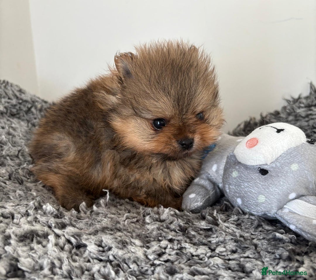 Pomeranian dogs for sale: Beautiful KC teeny quality Pomeranian puppies. - Image 5