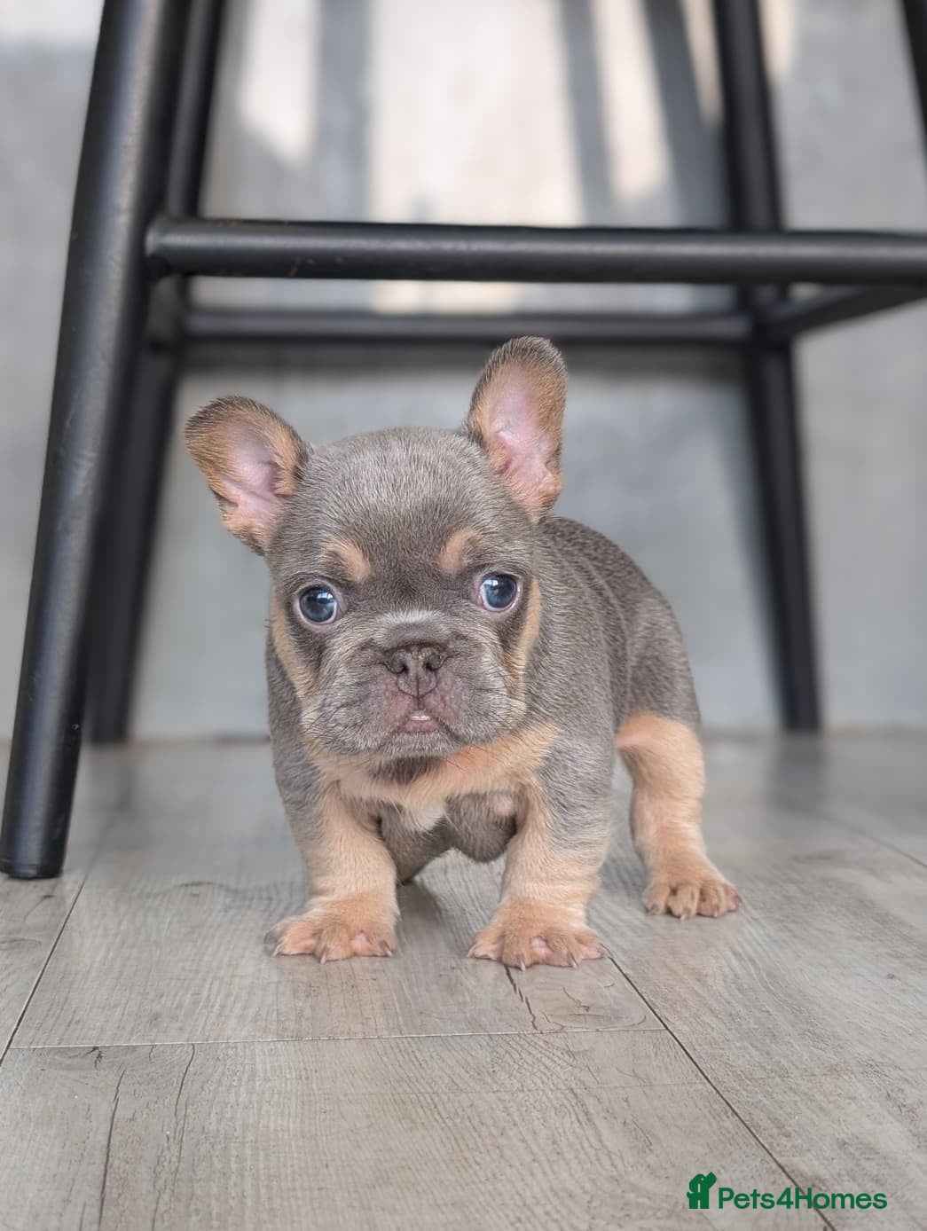 French Bulldog dogs 6 Amazing quality French bulldog pups - Advert 1