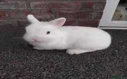 Netherland Dwarf rabbits for sale: Gorgeous netherland dwarfs baby's  - Image 1