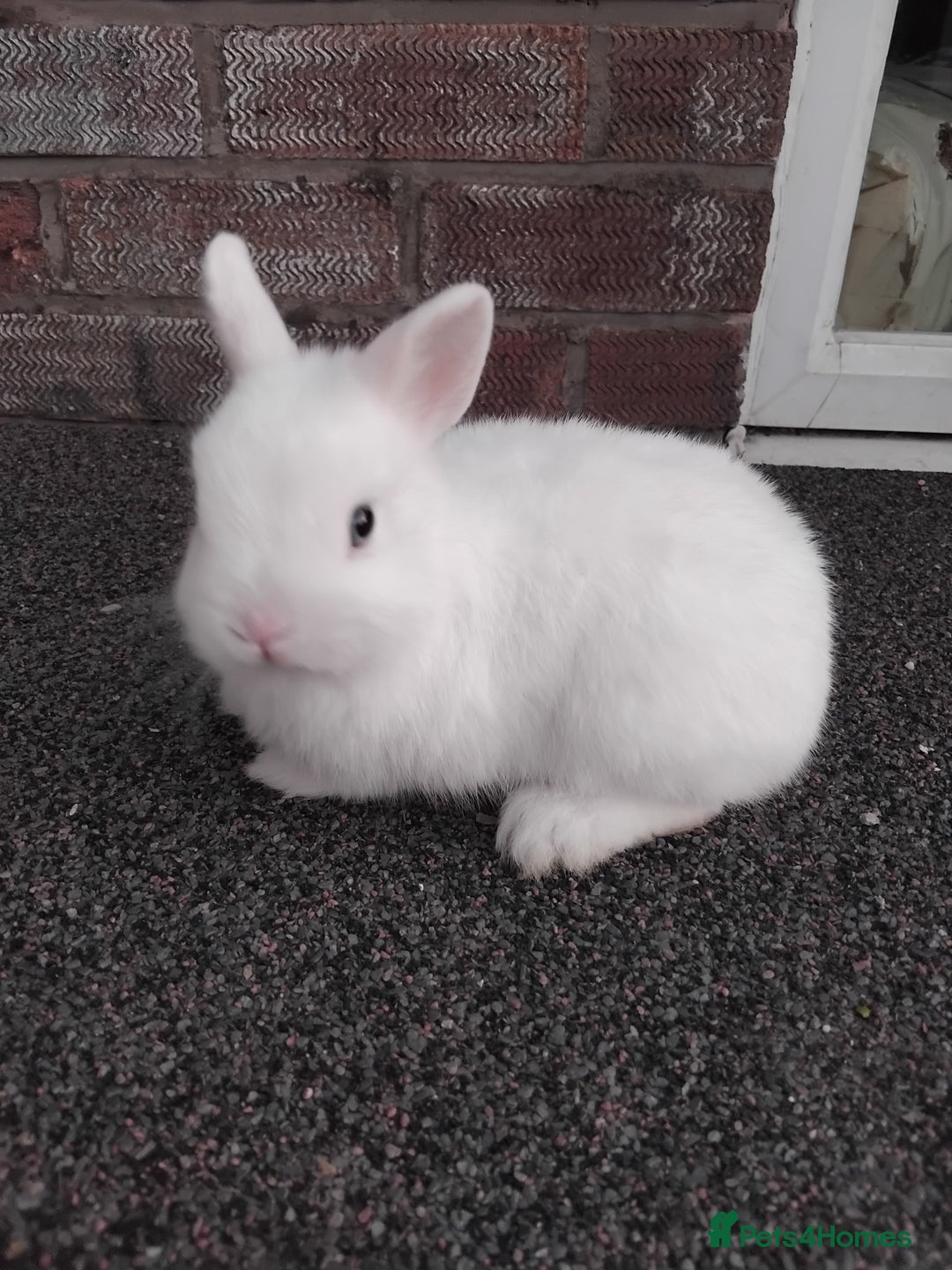Netherland Dwarf rabbits for sale: Gorgeous netherland dwarfs baby's  - Image 1