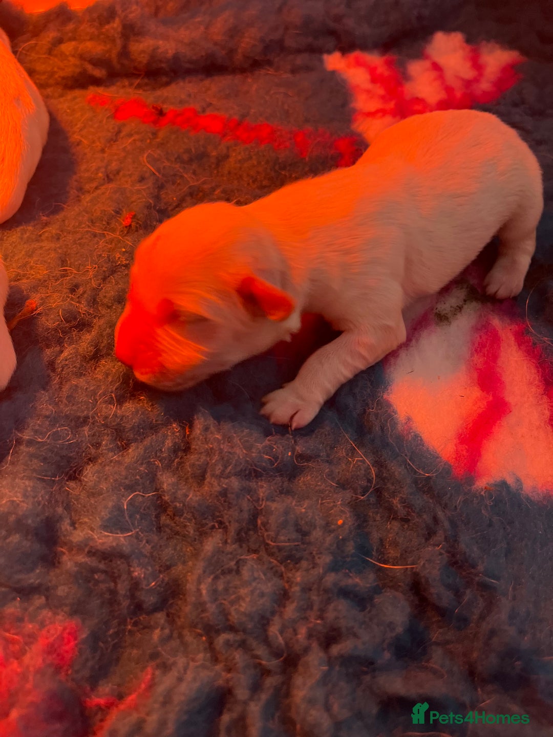 Golden Retriever dogs for sale: Exceptional Golden retriever puppies - Image 5