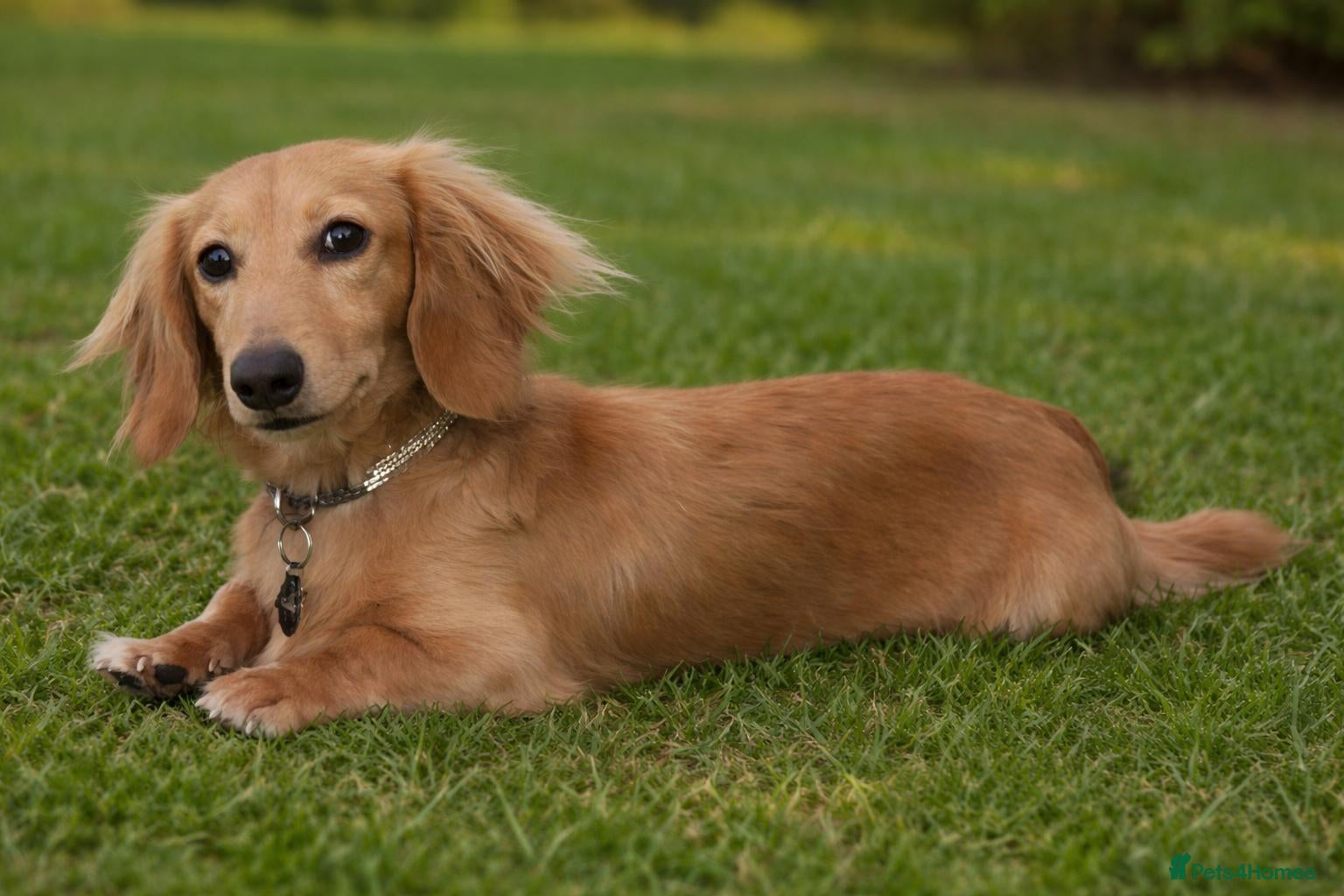 Miniature Dachshund dogs Beautiful Long Haired Full Cream Dachshund *Stud* - Advert 17