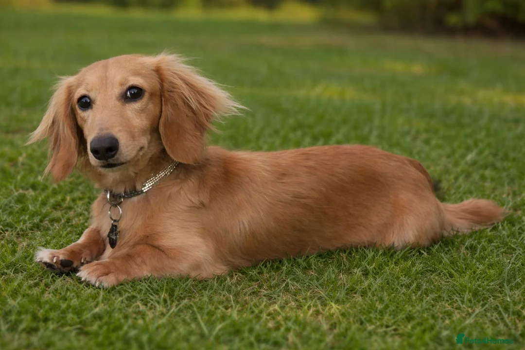 Miniature Dachshund dogs for stud: Beautiful Long Haired Full Cream Dachshund *Stud* - Advert 1