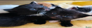 Mixed Breed 1 black stripped male