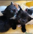 Mixed Breed 1 black stripped male