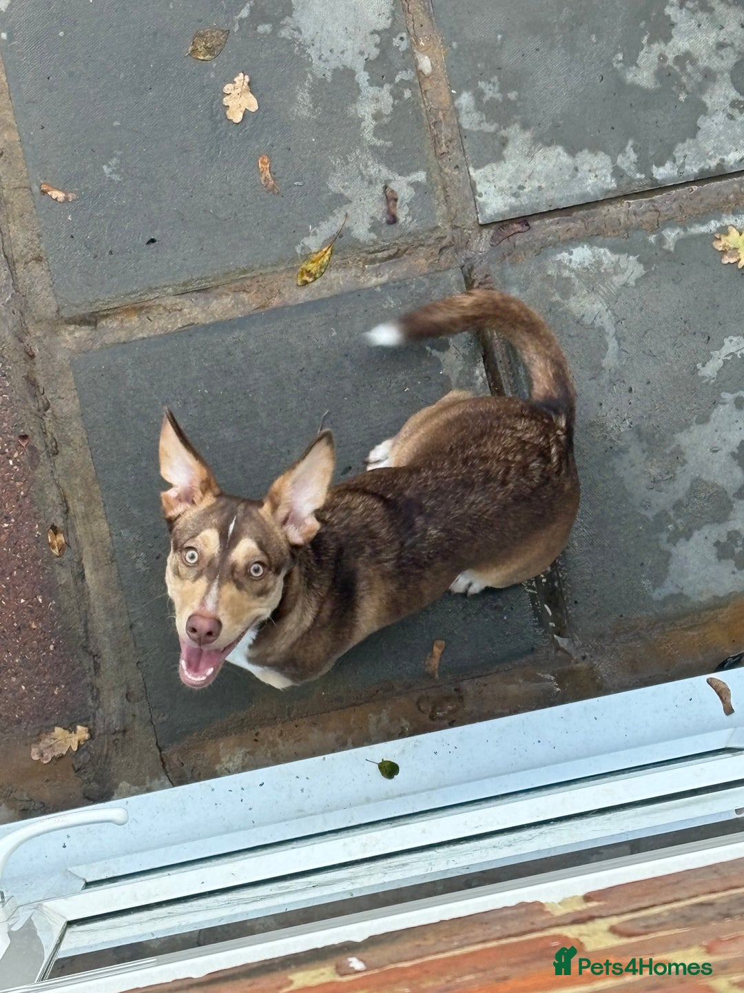 Mixed Breed dogs for sale: Dachshund x Border Collie - Advert 3