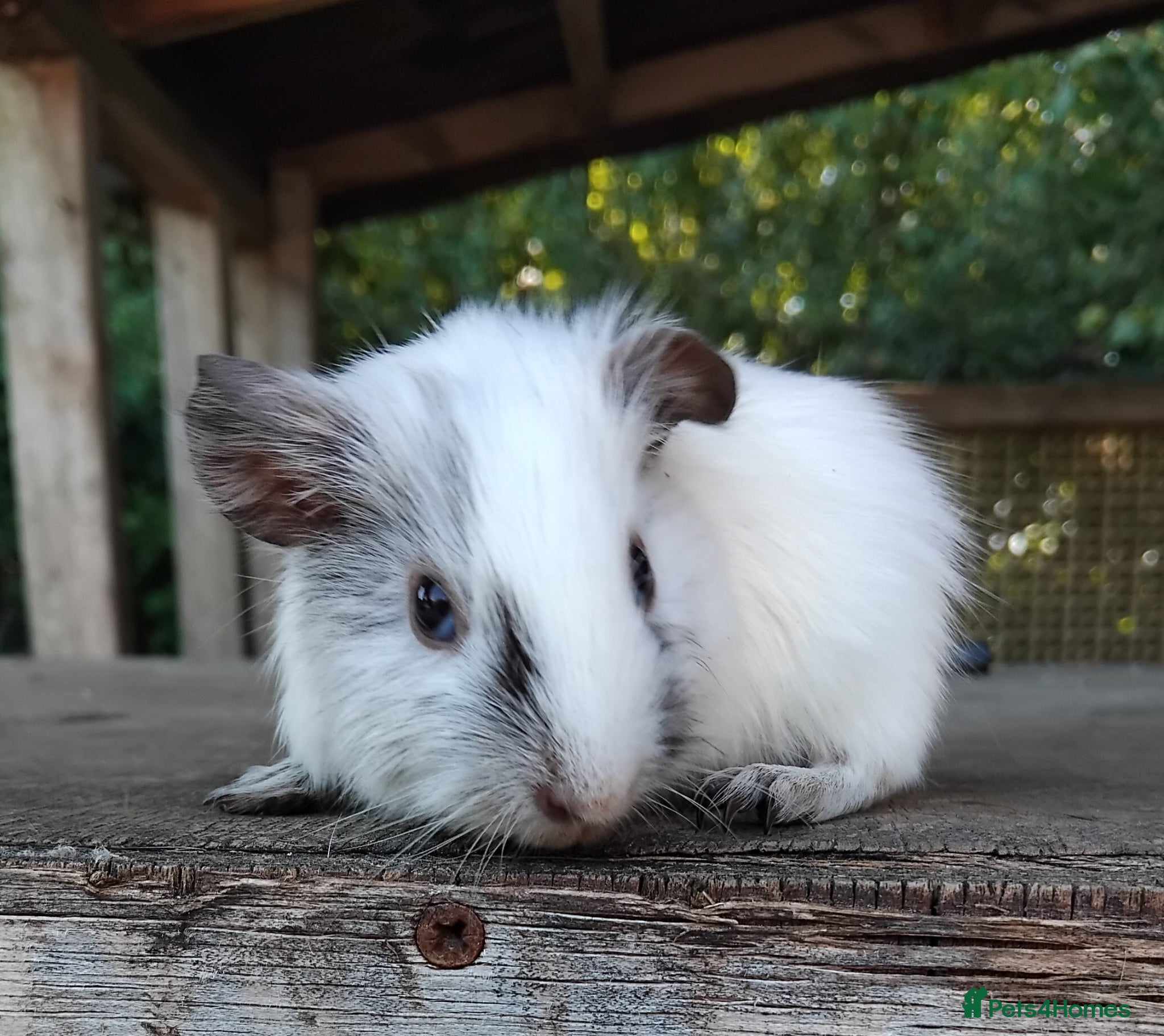 Guinea Pig rodents Spots Galore!!! Baby Chocolate Dalmation boys. - Advert 16
