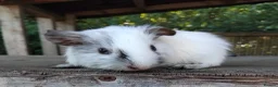 Guinea Pig rodents for sale: Spots Galore!!! Baby Chocolate Dalmation boys. - Advert 1
