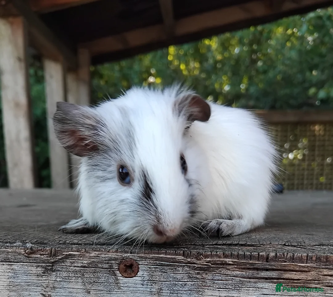 Guinea Pig rodents for sale: Spots Galore!!! Baby Chocolate Dalmation boys. - Advert 1