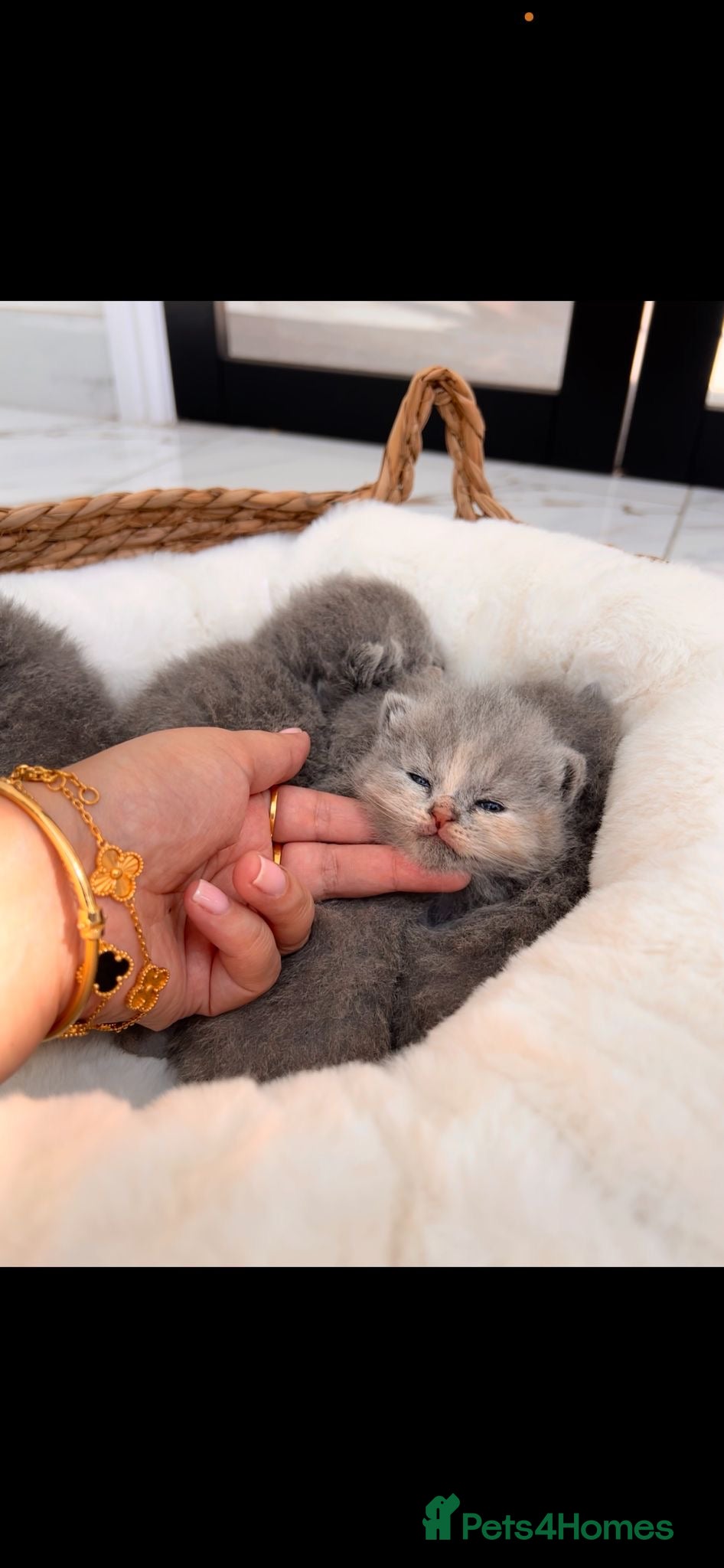 British Shorthair cats for sale: 🌈 🏆 supreme champion 💙BSH 🏆 🧸 - Advert 1