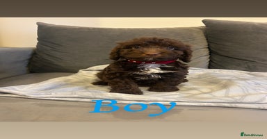 Cockapoo dogs - Advert 16