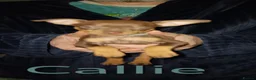 Miniature Pinscher dogs for sale: Pure breed Miniature Pinschers for sale  - Advert 8